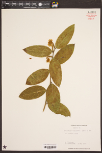 Leucothoe axillaris image