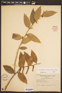 Leucothoe axillaris image