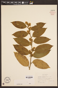 Leucothoe axillaris image