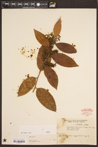 Leucothoe axillaris image