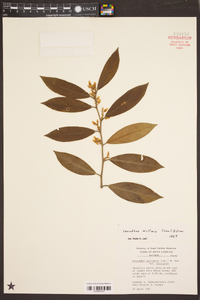 Leucothoe axillaris image