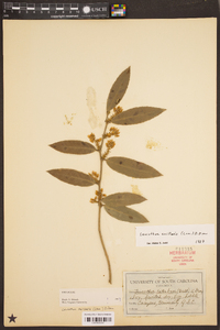 Leucothoe axillaris image