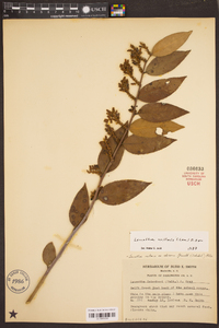 Leucothoe axillaris image