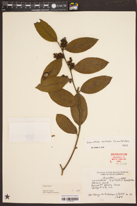 Leucothoe axillaris image