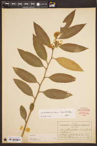 Leucothoe axillaris image