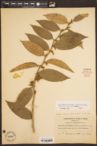 Leucothoe axillaris image