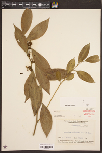 Leucothoe axillaris image