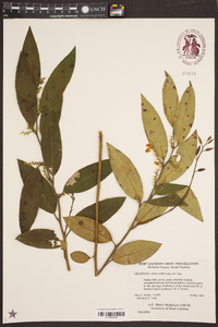 Leucothoe axillaris image