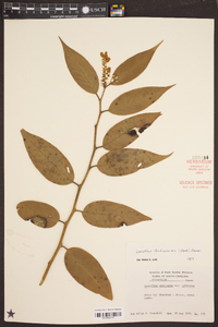 Leucothoe fontanesiana image