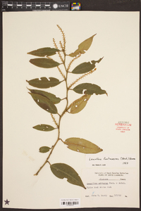 Leucothoe fontanesiana image