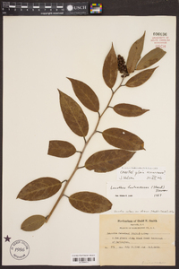 Leucothoe fontanesiana image