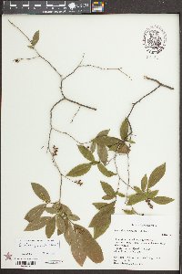 Eubotrys racemosa image