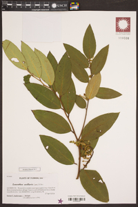 Leucothoe axillaris image