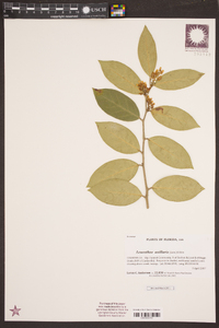 Leucothoe axillaris image