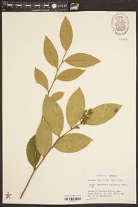 Leucothoe axillaris image