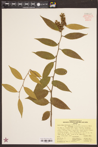 Leucothoe axillaris image