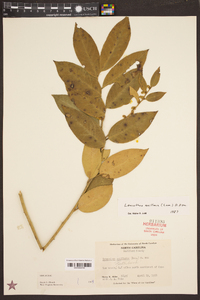 Leucothoe axillaris image