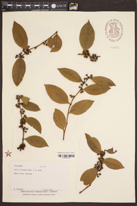 Lyonia lucida image