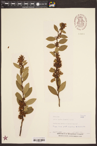 Lyonia lucida image