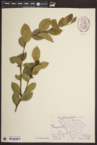 Lyonia lucida image