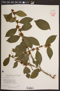 Lyonia lucida image