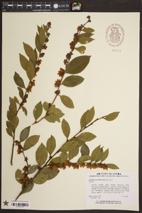 Lyonia lucida image