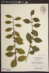 Lyonia lucida image