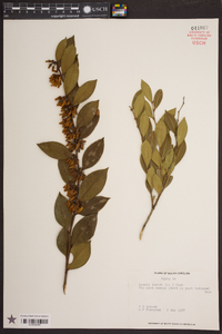 Lyonia lucida image