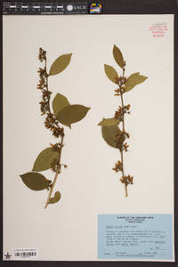 Lyonia lucida image