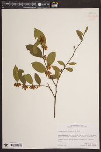 Lyonia lucida image