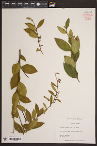 Lyonia lucida image