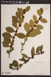 Lyonia lucida image