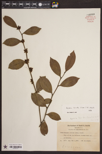 Lyonia lucida image