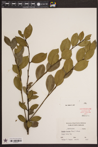 Lyonia lucida image
