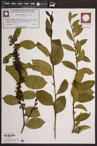 Lyonia lucida image