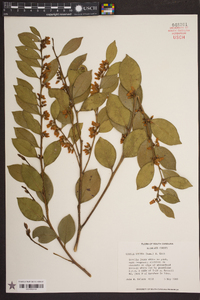 Lyonia lucida image