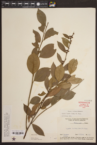 Lyonia lucida image