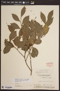 Lyonia lucida image