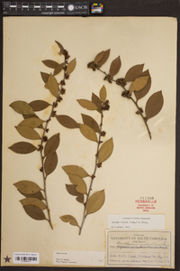 Lyonia lucida image