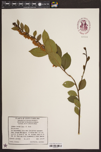 Lyonia lucida image