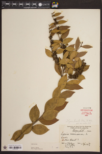 Lyonia lucida image