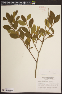 Lyonia lucida image