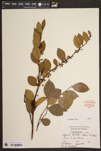 Lyonia lucida image