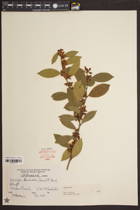 Lyonia lucida image