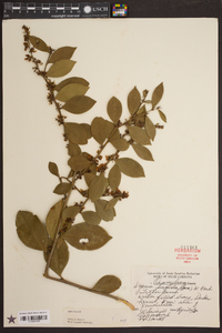 Lyonia lucida image