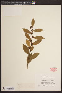 Lyonia lucida image