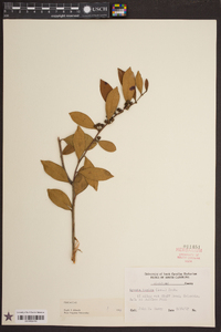 Lyonia lucida image