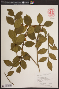 Lyonia lucida image