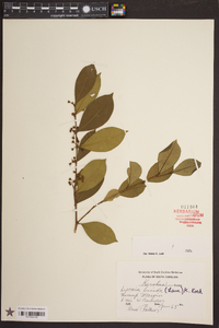 Lyonia lucida image