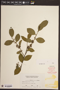 Lyonia lucida image